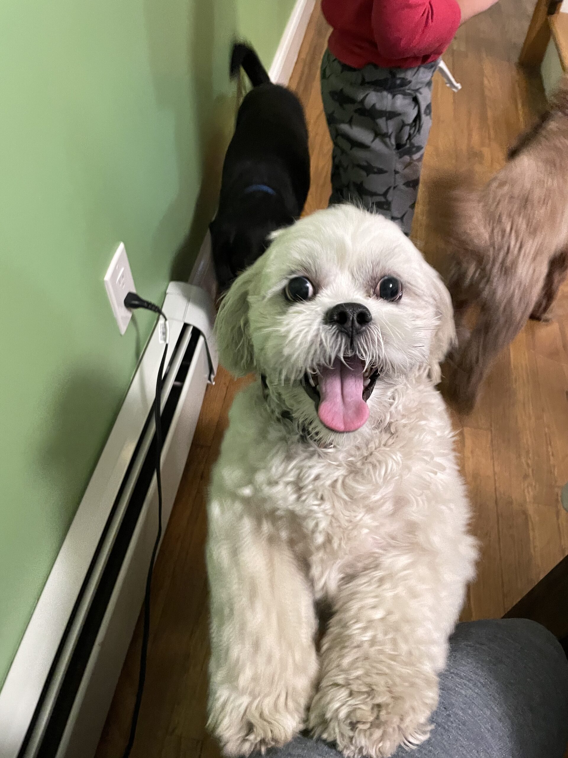 Pet Sitting Services in New York & Dog Walking