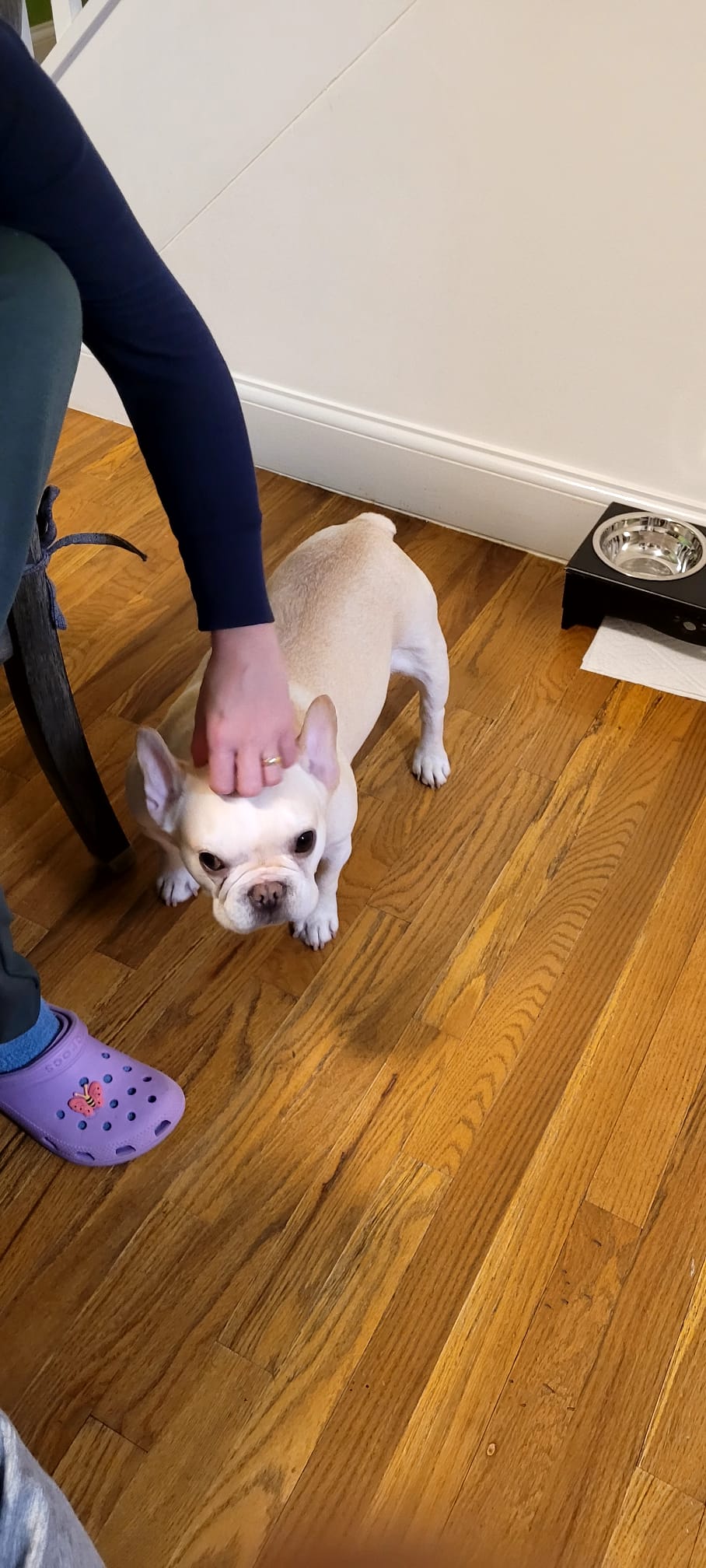 Pet Sitting Services in New York & Dog Walking